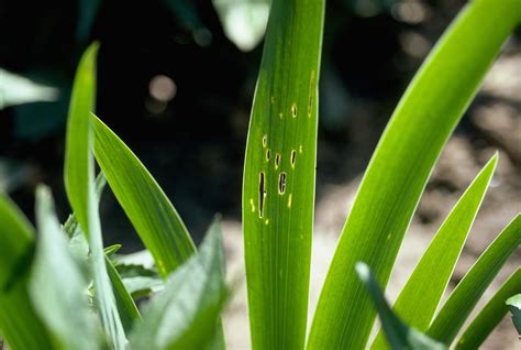 Iris Borer